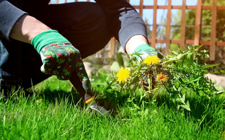 Aman dan Ampuh, Begini Tutorial Mengolah Rumput Liar Menjadi Obat Siap Konsumsi