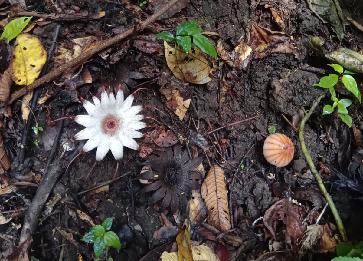 Puspa Langka Jenis Rizanthes Mekar di Taman Konservasi Kepahiang!