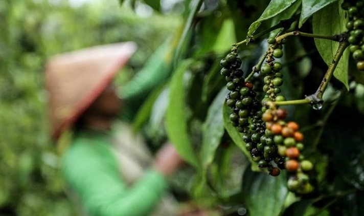 Menjelang Musim Panen Lada, Pakarnya Beberkan Pola Harga Sahang Menyerupai Pola Harga Kopi di Kepahiang