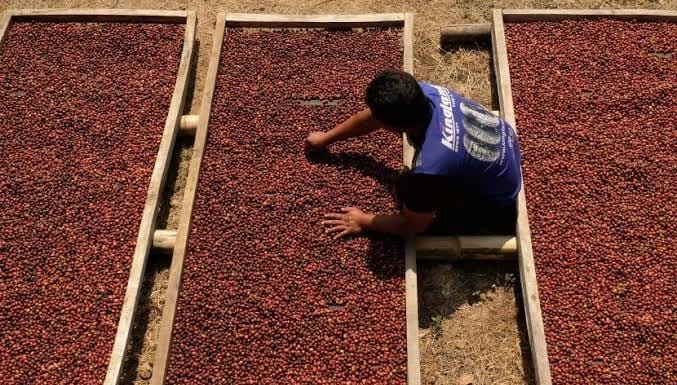 Banyak Masyarakat Bingung, Begini Penjelasan Tentang Kopi Grade A Petik Merah!