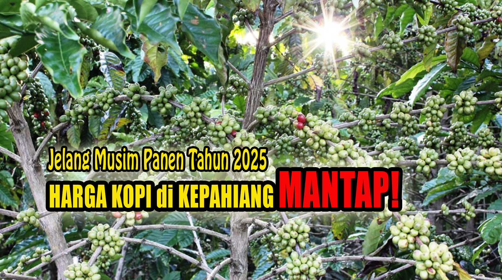 Jelang Musim Panen 2025, Harga Kopi di Kepahiang Naik dan Mantap Segini!