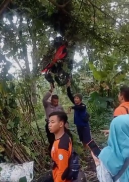 NGAKAK Pemotor Rem Blong Berakhir di Ranting Pohon