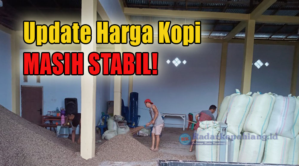 Merangkak Naik, Harga Kopi di Kepahiang Saat Ini Masih Stabil, Cek Sekarang!