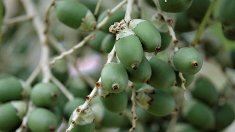 5 Manfaat Buah Pinang Muda untuk Kesehatan Pria