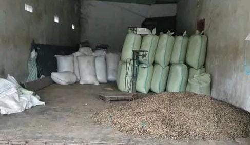 Belum Berubah, Harga Kopi di Kepahiang Hari Ini Masih Rp 60 Ribu