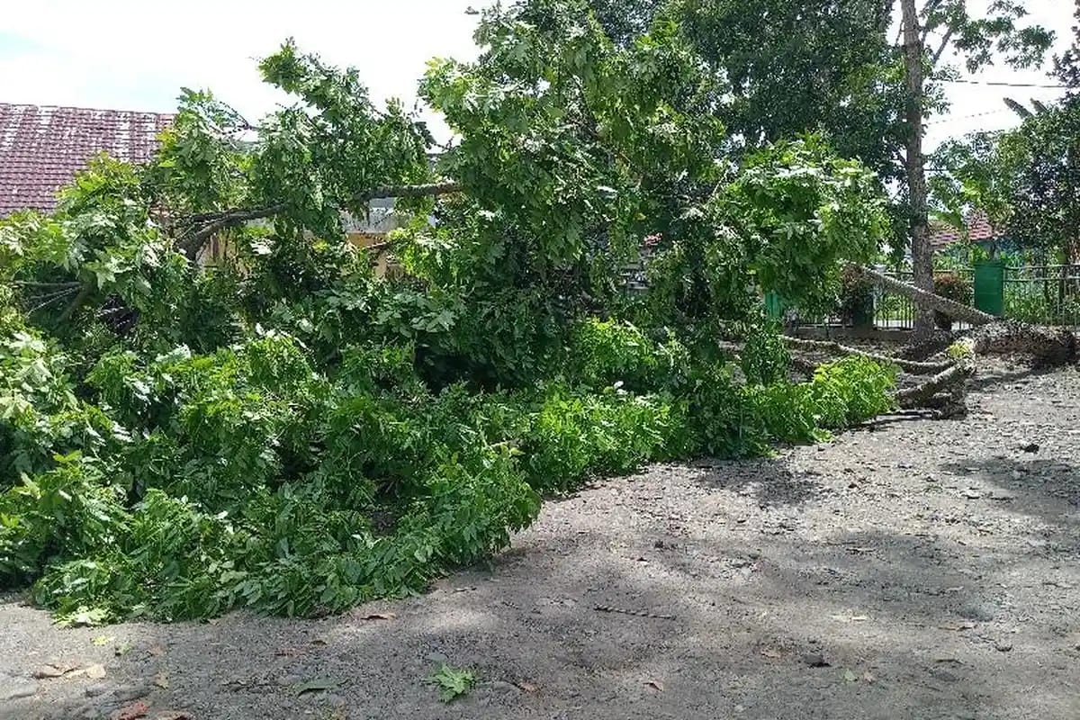 Pohon Tumbang Hantam Mobil di Dinkes Kepahiang!