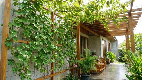 5 Ide Kebun Buah Vertikal di Teras, Konsep Kebun Modern dan Produktif