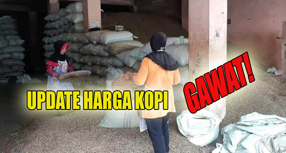 GAWAT! Update Harga Kopi di Kepahiang Hari Ini Mendadak Turun Lagi