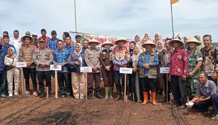 Dispertan Kepahiang Kebut Target Penanaman 600 Hektare Jagung Hibrida