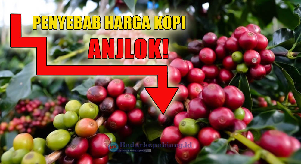 Ternyata Ini Penyebab Harga Kopi Robusta Anjlok Belakangan Ini, Masih Ada Peluang!