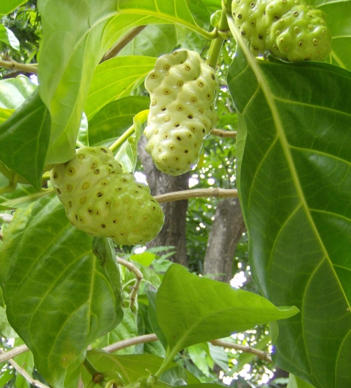 Bisa Menurunkan Berat Badan, Ini 5 Manfaat Buah Mengkudu Untuk Obat Herbal