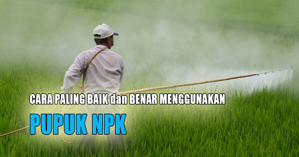 Jangan Sampai Salah, Ini Cara Melarutkan Pupuk NPK yang Baik dan Benar Sesuai Takaran yang Tepat