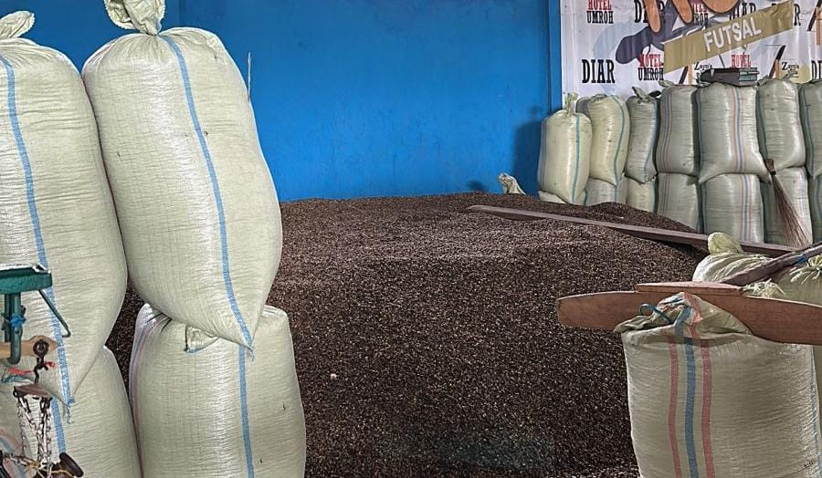 Tunjukkan Tren Positif, Harga Kopi di Kepahiang Diprediksi Terus Alami Peningkatan