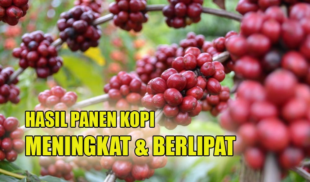 Hasil Panen Kopi Meningkat Berlipat, Ternyata Pupuk Subsidi Jenis Ini Paling Cocok Untuk Petani Komoditas Kopi