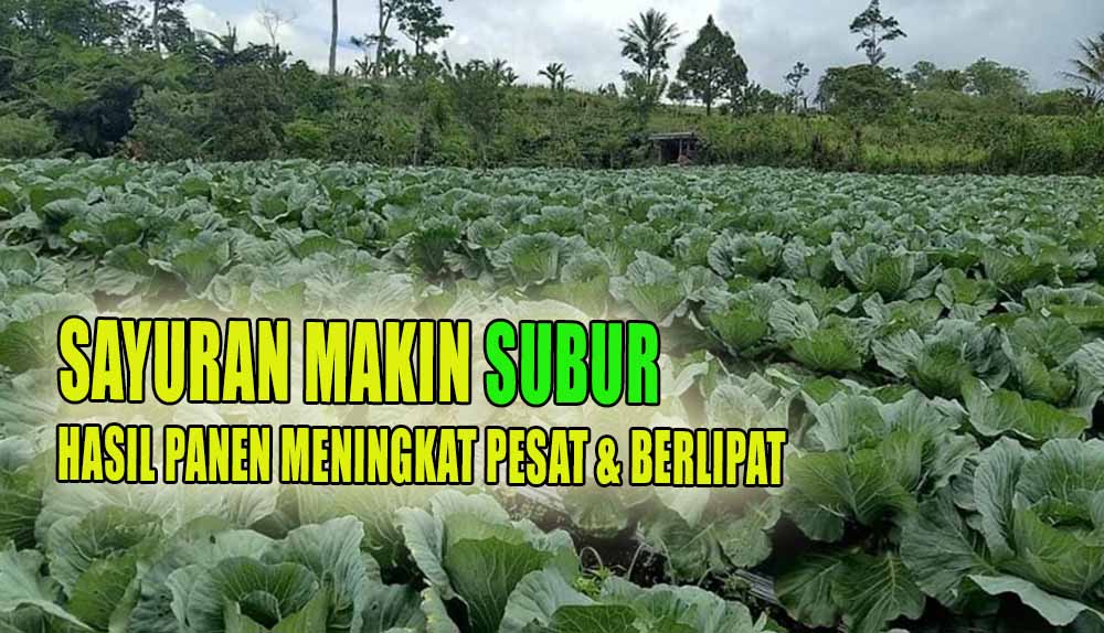 Petani Sayuran Catat, Ini Pupuk Khusus Tanaman Sayur yang Dapat Meningkatkan Hasil Panen  