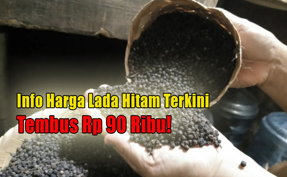 Tembus Rp 90 Ribu, Harga Lada Hitam Kini Tunjukkan Tren Kenaikan, Diprediksi Hingga 2028!