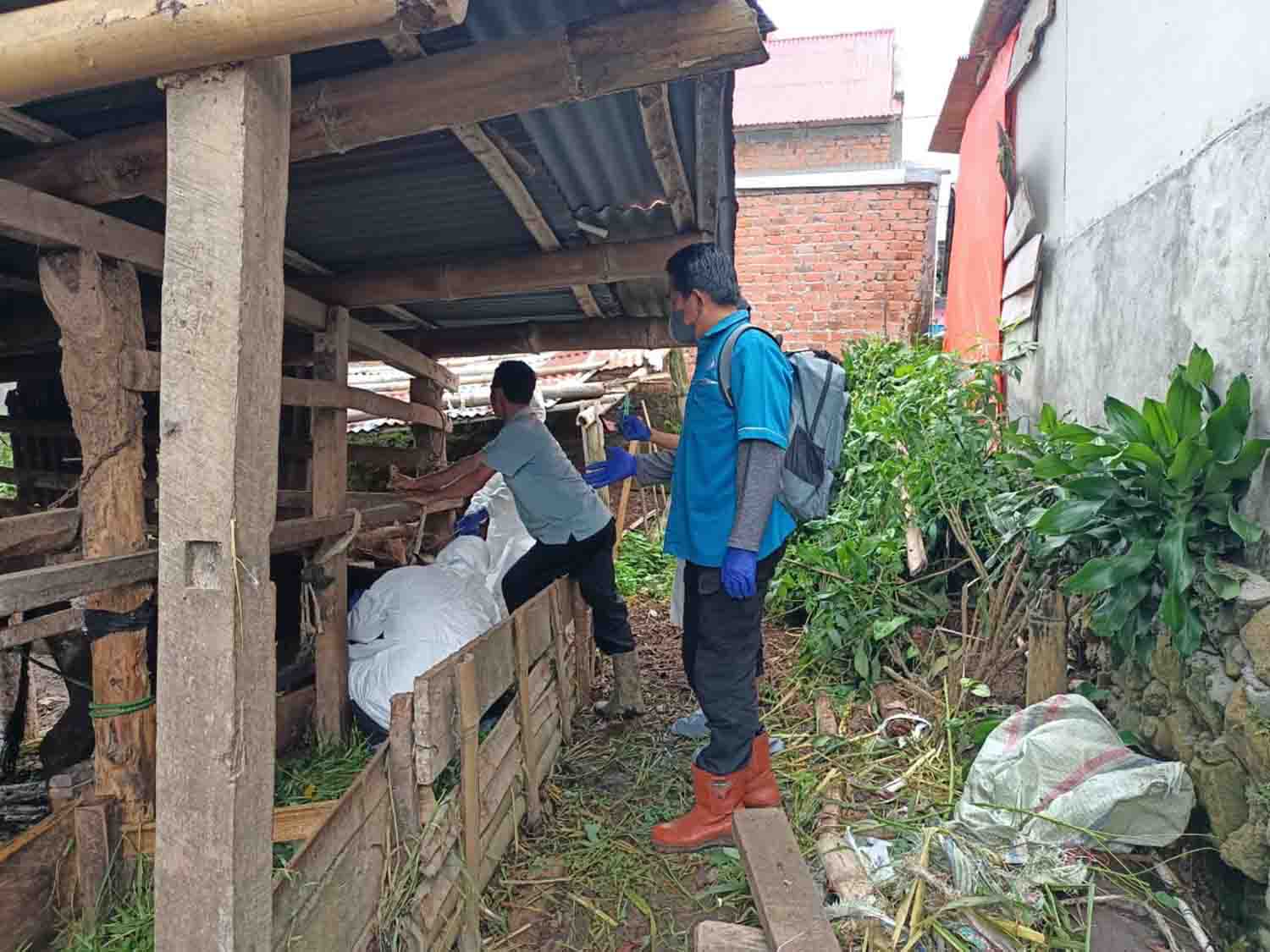 Penanganan Sapi PMK Belum Maksimal