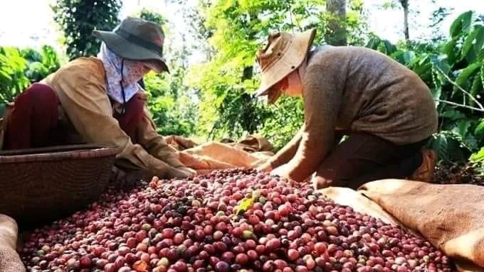 Naik Banyak di Awal Bulan, Ini Prediksi Harga Kopi Hingga Penghujung September