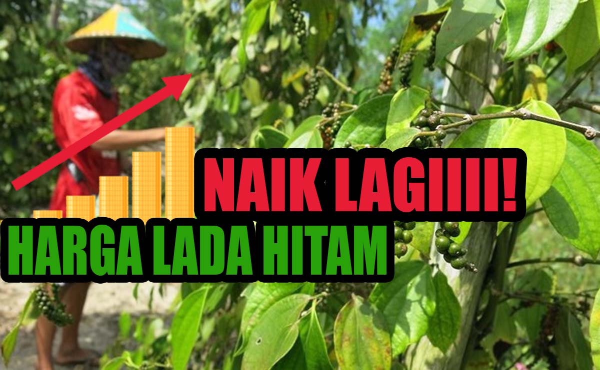 Petani Lada Semangat Panen Ya, Segini Harga Lada Hitam di Kepahiang Saat Ini!