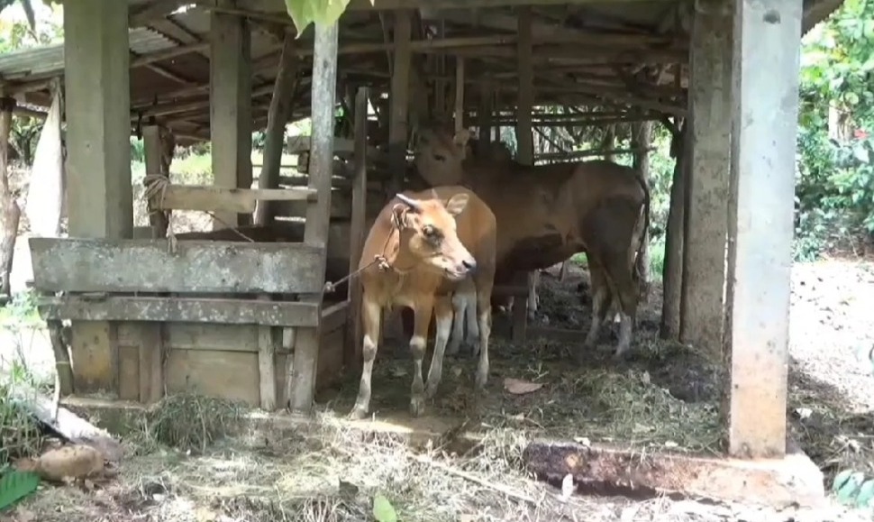 Banyak Permintaan Masyarakat, Pengadaan Hewan Ternak di Distan Ditiadakan!