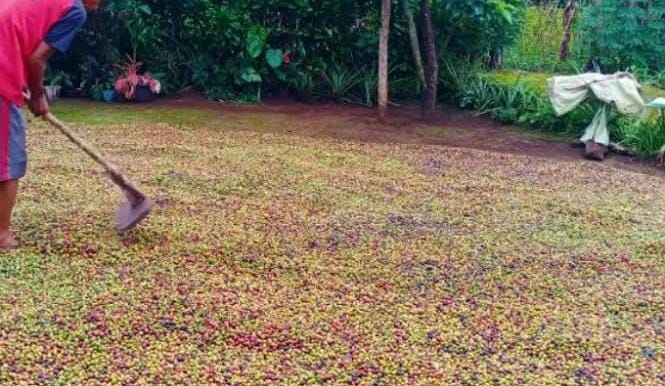 Masih Stabil, Harga Kopi di Kepahiang Hari Ini Masih Bertahan Segini