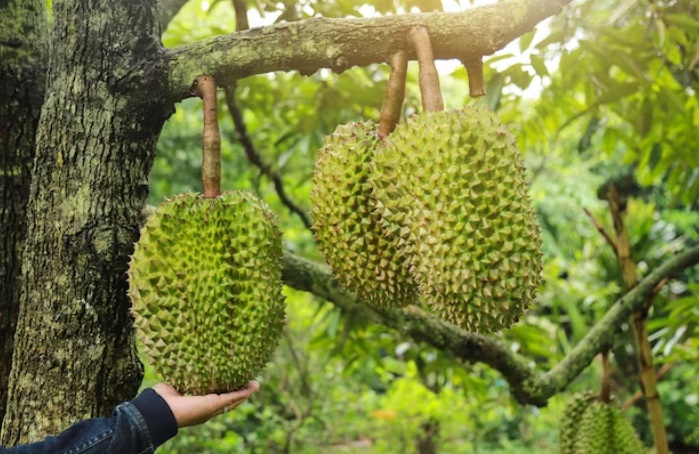 Dijamin Sukses! Begini Tips Memilih Benih Durian yang Tepat Untuk Budi Daya