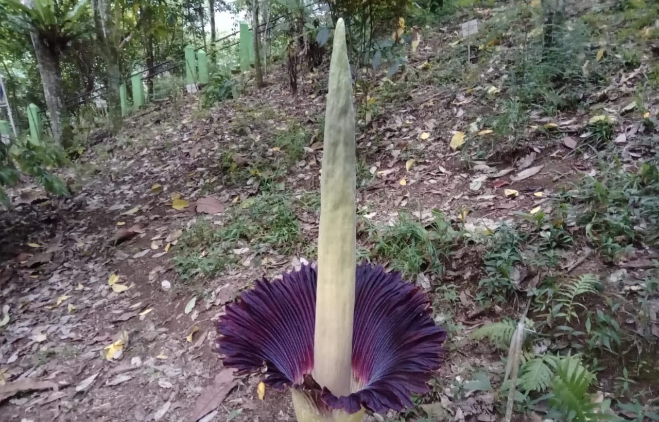 Bunga Bangkai Amorphophallus Titanum Setinggi 1,2 Meter Mekar Sempurna di Kepahiang