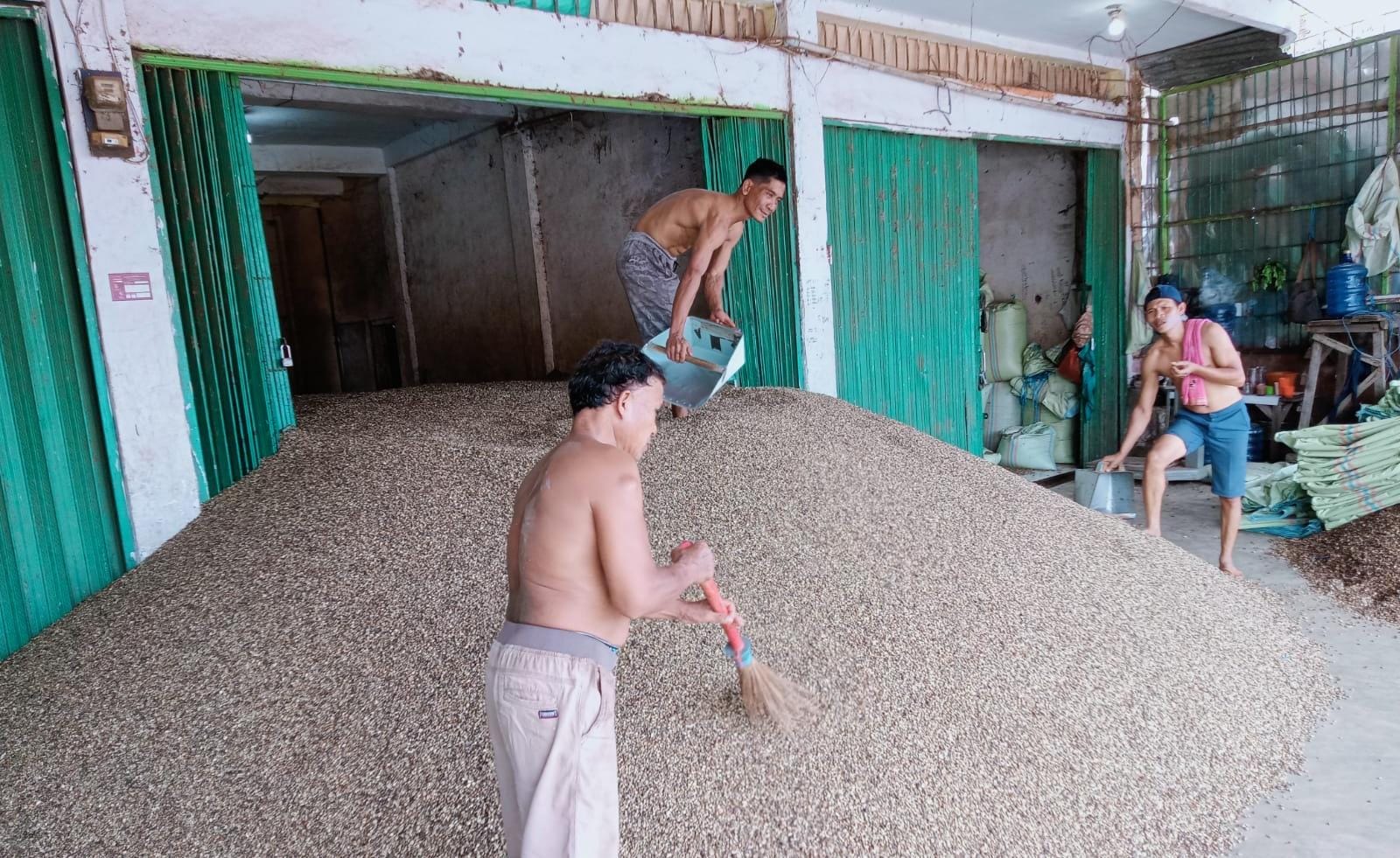 KONSISTEN! Harga Kopi di Kepahiang Hari Ini Masih Bertahan Rp65 Ribu Perkilo