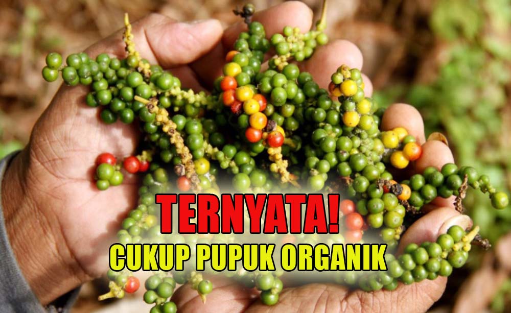 Pupuk Organik Ternyata Mampu Meningkatkan Produktivitas Buah Lada, Pernah Coba? 