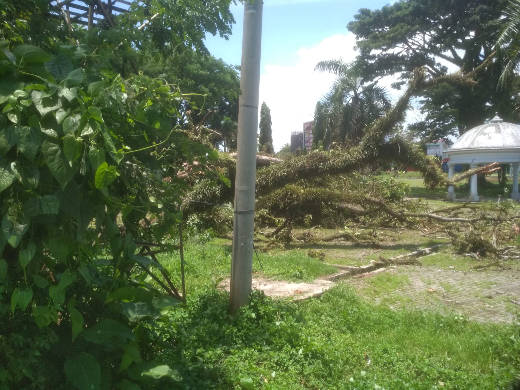 Pohon Besar di Taman Santoso Mendadak Tumbang!