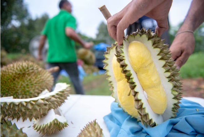 7 Manfaat Buah Durian, Raja Buah yang Kaya Manfaat Untuk Tubuh Manusia