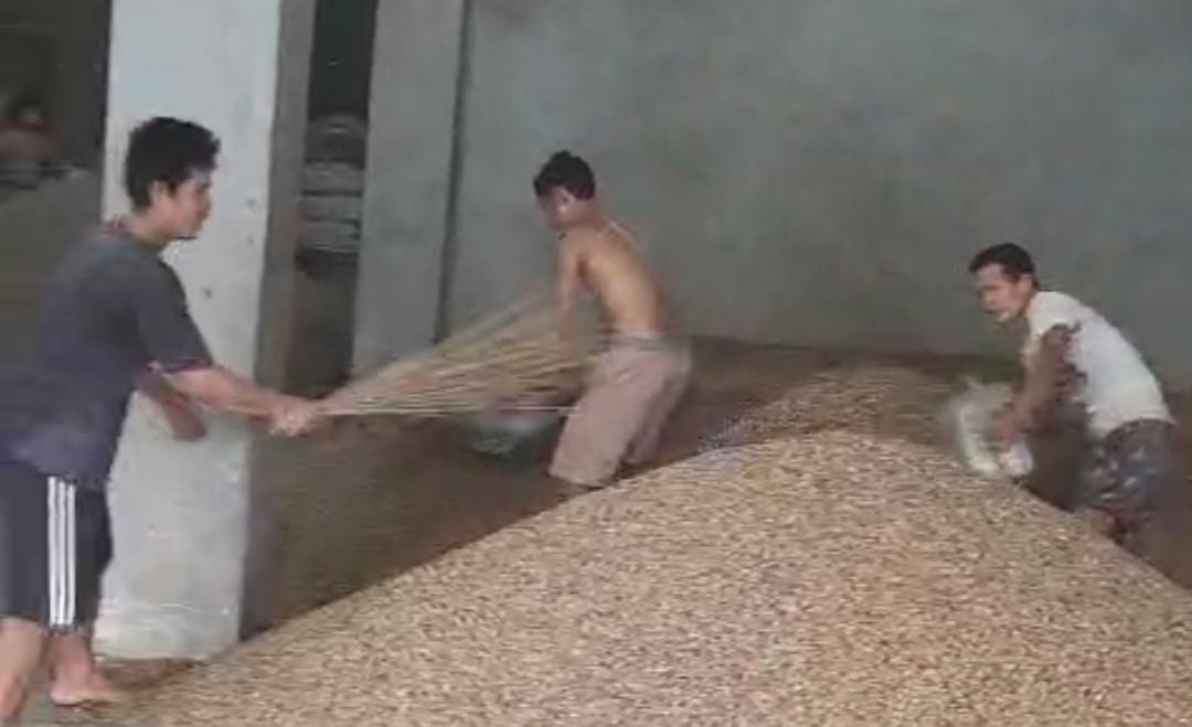 GAWAT! Harga Kopi Turun Drastis, Segini Harga Kopi di Kepahiang Berdasarkan Update Terbaru