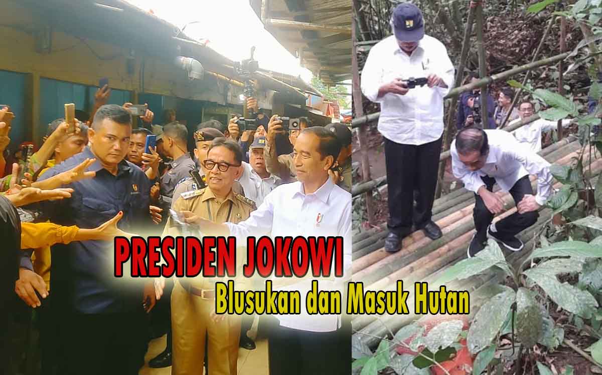 Sebelum Blusukan ke Pasar Kepahiang, Presiden Jokowi Masuk Hutan Lalui Jalan Setapak Melihat Bunga Rafflesia
