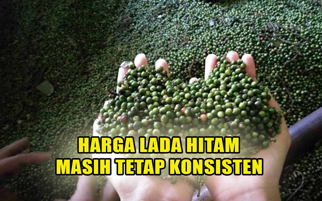 Melampaui Harga Kopi, Harga Lada Hitam di Kepahiang Konsisten Diangka Segini