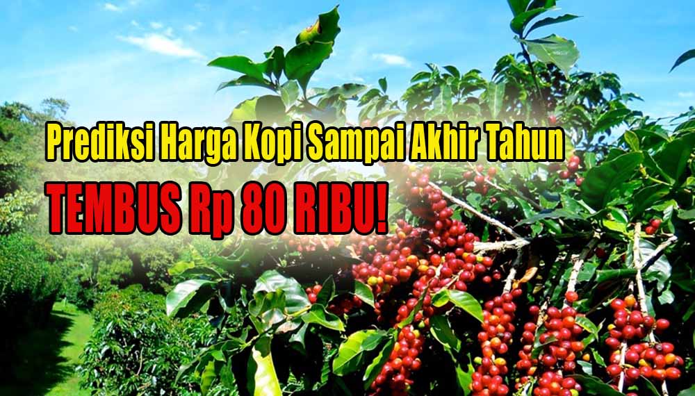 Sampai Rp 80 Ribu/Kg, Begini Prediksi Harga Kopi Hingga Akhir Tahun 2024 Nanti