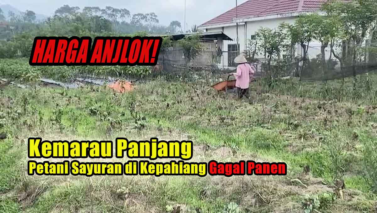 Musim Kemarau Panjang Jadi Petaka Bagi Petani Sayuran di Kepahiang, Harga Sayuran Anjlok!