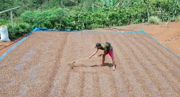 Puncak Musim Panen, Hargo Kopi di Kepahiang Mendadak Turun!