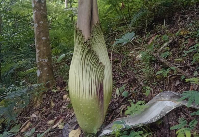 Di Kepahiang, 1 Bunga Bangkai Raksasa Mekar Saat Libur Nataru
