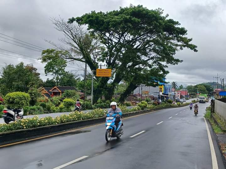 Diterjang Badai, BPBD Kepahiang Warning Masyarakat Waspada Pohon Tumbang!