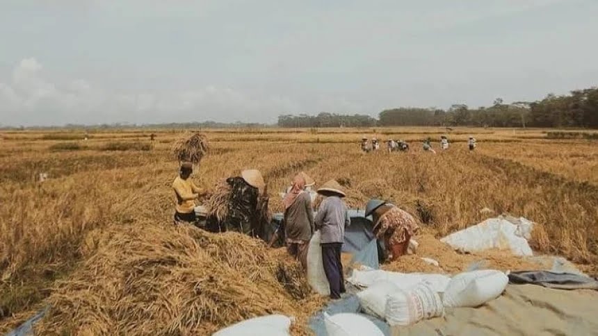 Pupuk Subsidi Langka Bikin Petani Semakin Merana, LPP PBNU Berpandangan Begini!