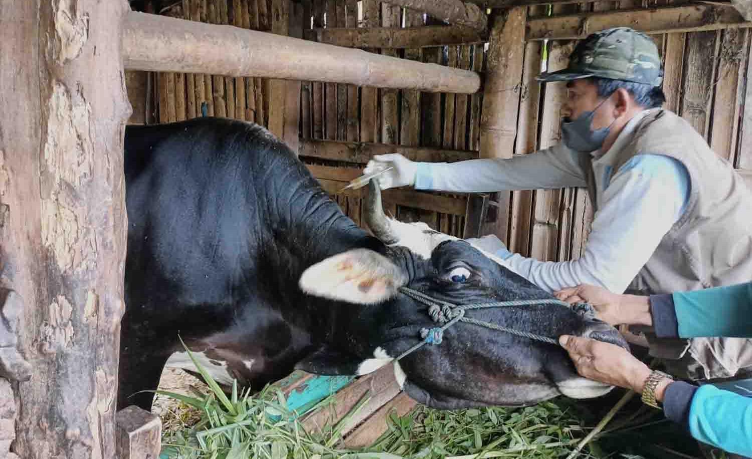 Dinas Pertanian: Jangan Sembarang Beli Hewan Kurban, Ada Label Khusus yang Wajib Diketahui!