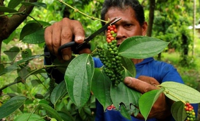 Rp 76,7 Ribu Perkilo, Harga Lada di Pasar Global Cenderung Masih Stabil