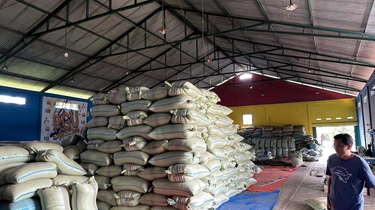 MANTAP! Harga Kopi di Kepahiang Bergerak Naik Lagi Sampai Segini