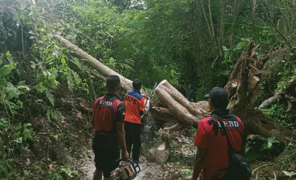 Pohon Tumbang Timpa Rumah Warga Kepahiang, Tutupi Jalan Akses!