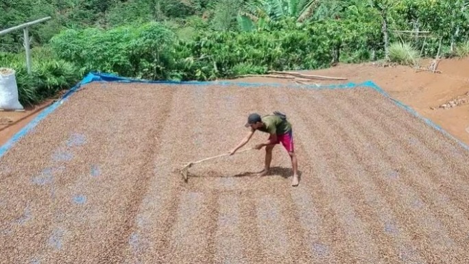 WASPADA Harga Kopi di Kepahiang Hari Ini Mulai Turun!