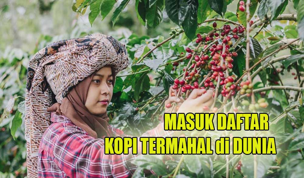 Daftar Harga Kopi Termahal di Dunia, Kopi Indonesia Termasuk!