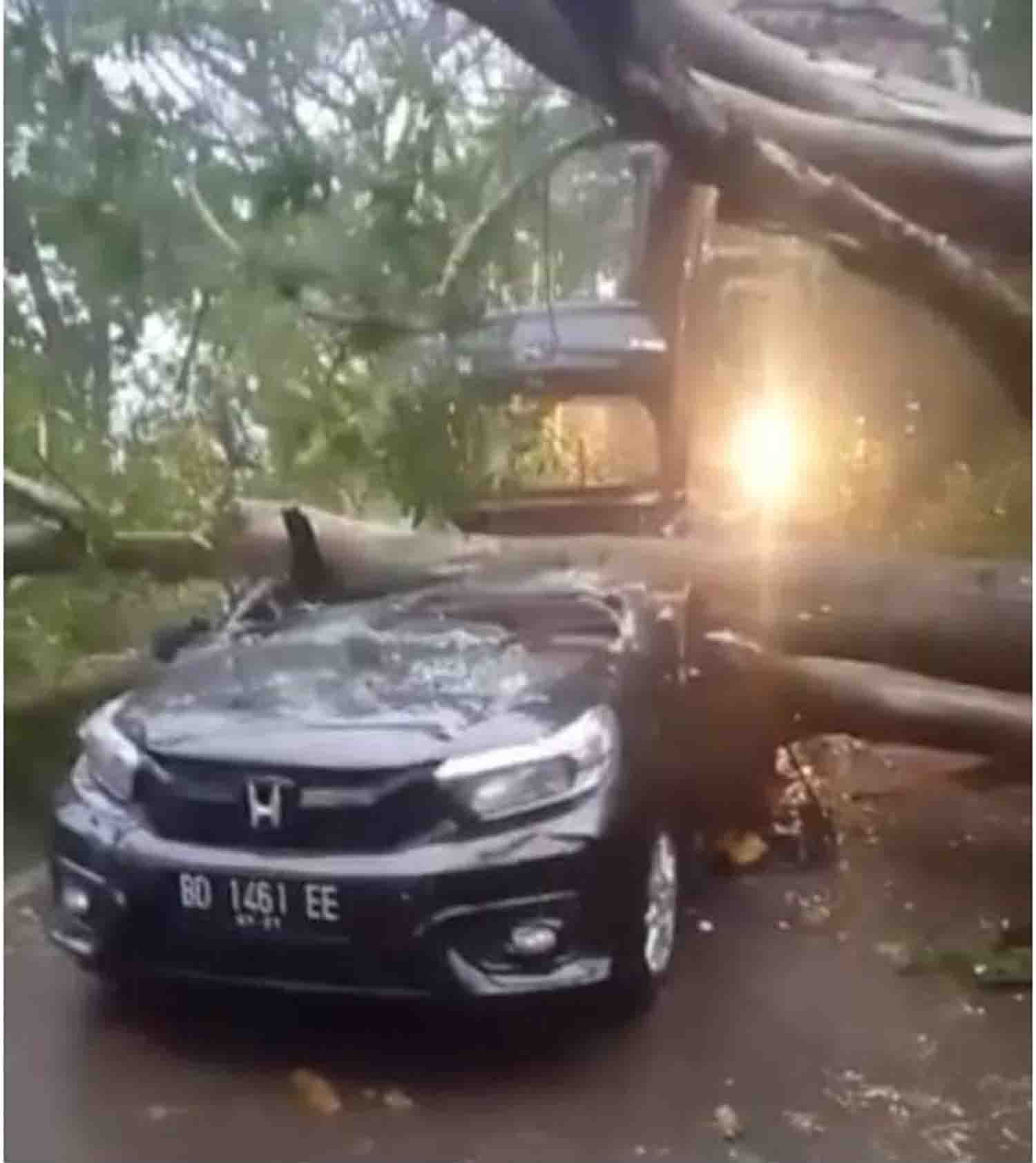 1 Unit Mobil Ditimpa Pohon di Kota Bengkulu, Diduga Masih Berisi Penumpang