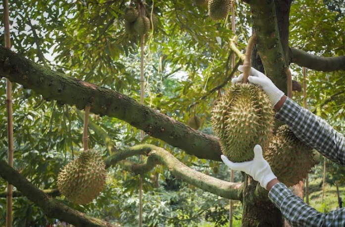 Mau Jadi Petani Durian Sukses, Simak Tips Mudah Menanam Durian dari Biji Agar Cepat Berbuah