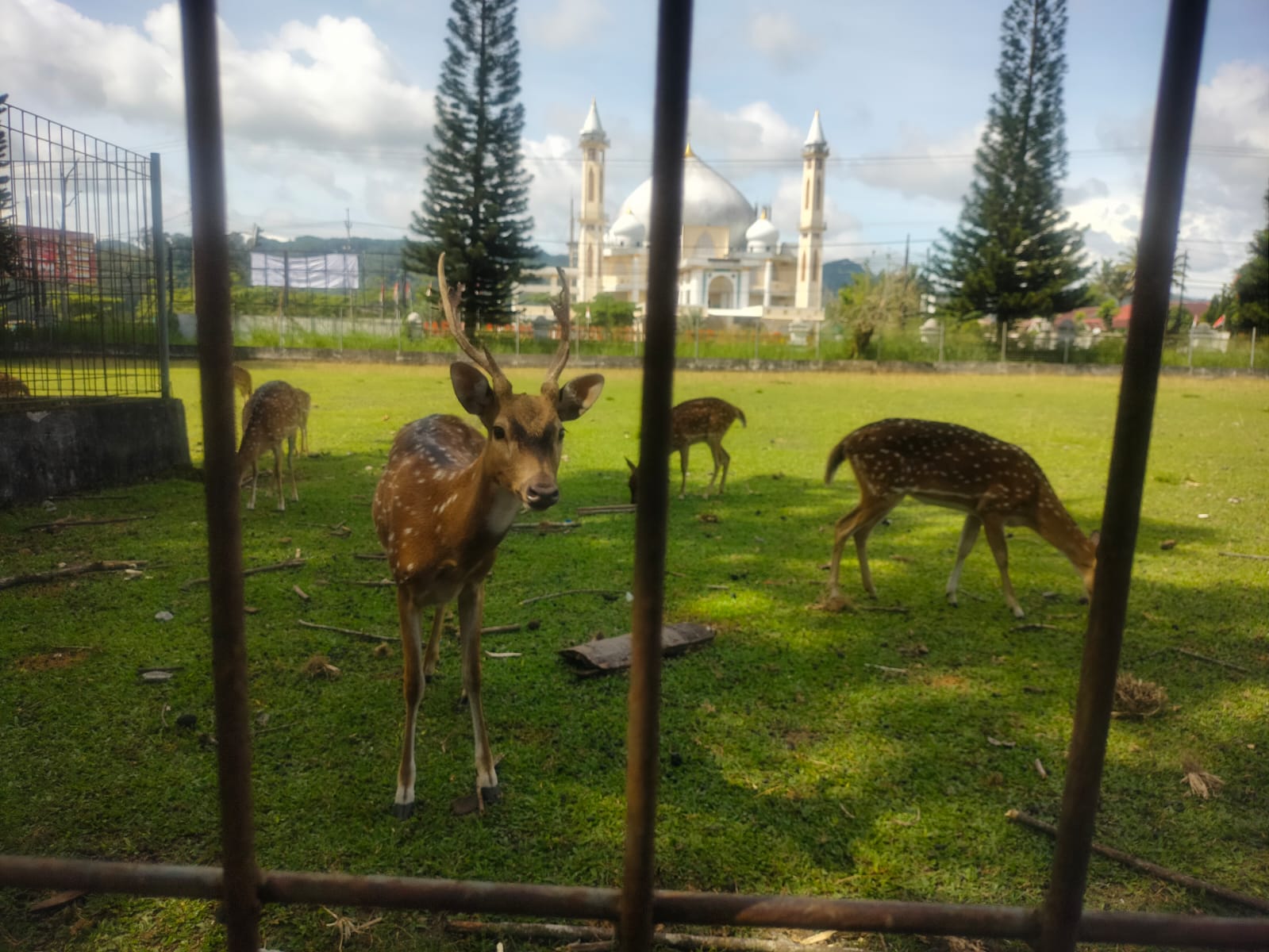 3 Ekor Mati Akibat Makan Plastik, 2 Ekor Rusa Pemkab Kepahiang Melahirkan