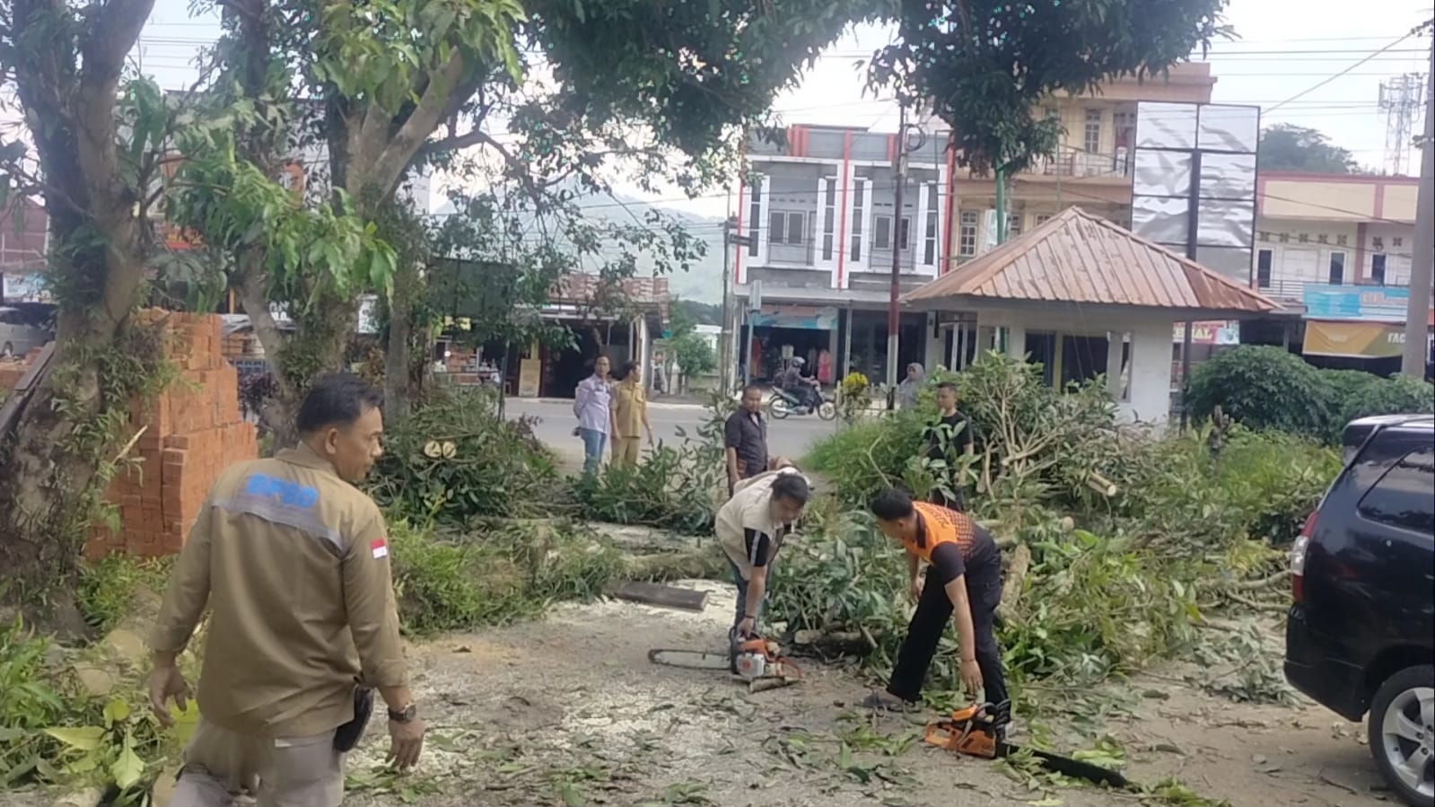 Dalam Sehari 3 Kali Pohon Tumbang di Kepahiang, Mobil Jadi Korban!